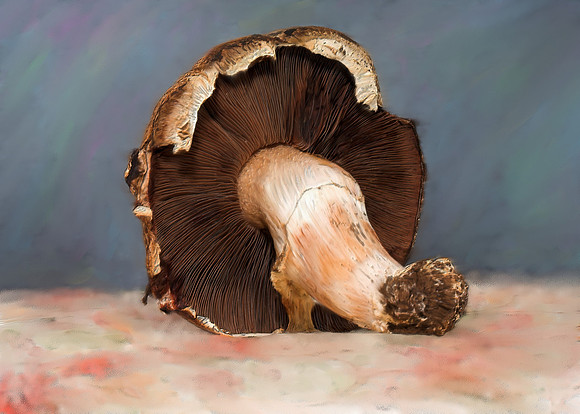 Portabello Mushroom